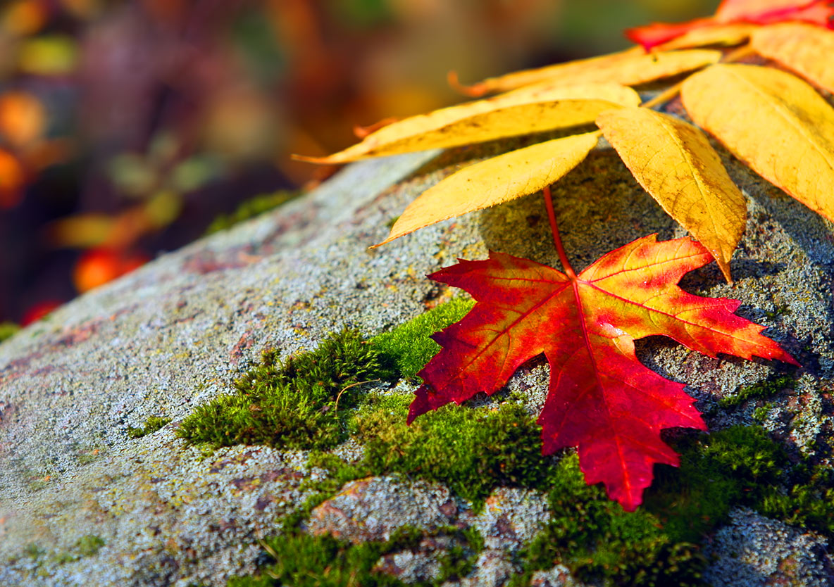 Засентябрило за окном