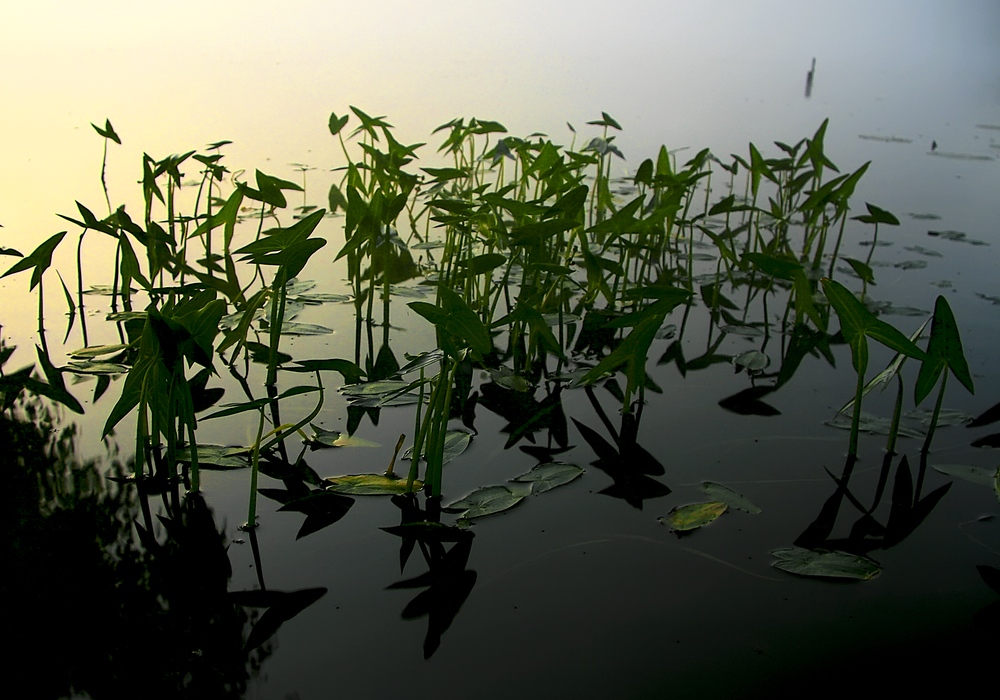 Утренняя тишина