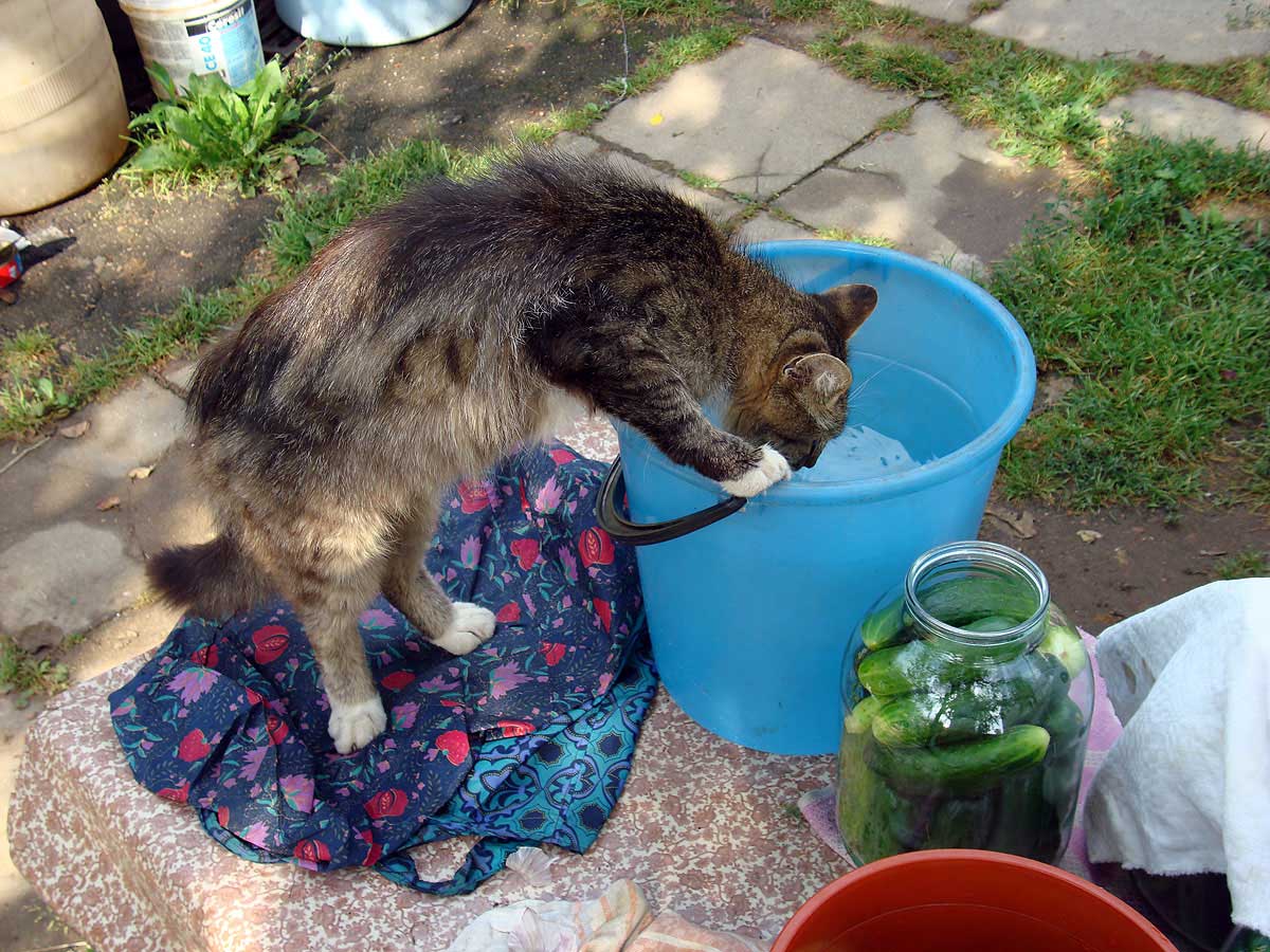 Котик. Жарко.