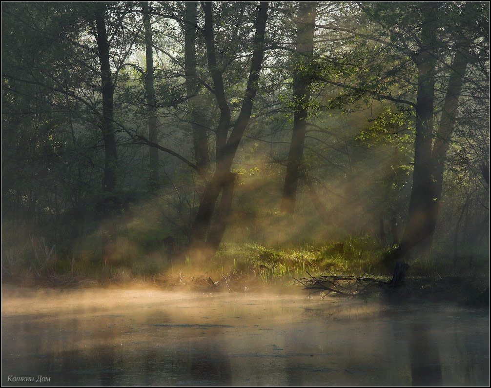 Morgen in den Sümpfen ...