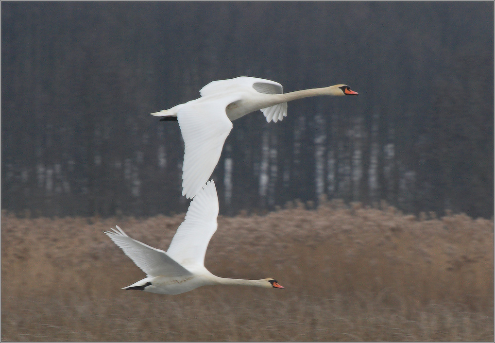 крылом крыла касаясь