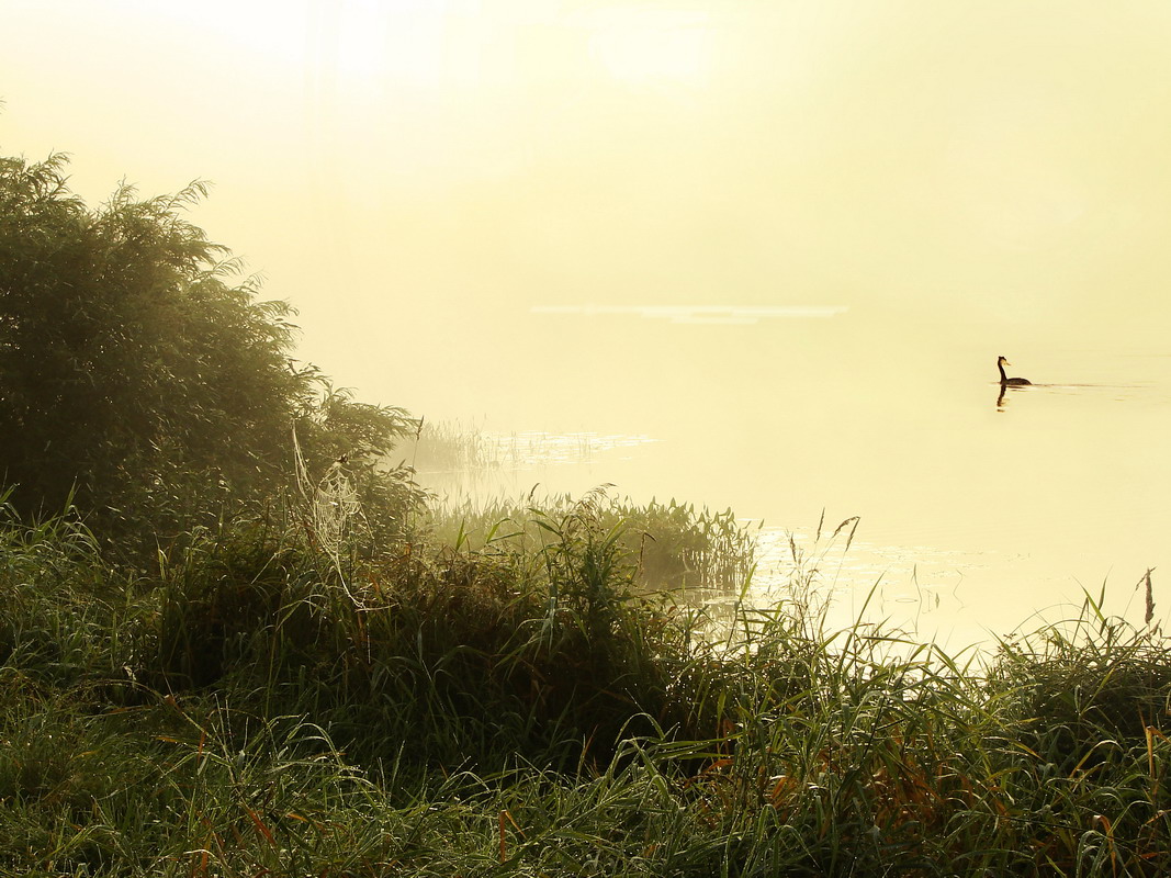 Теплое  утро...