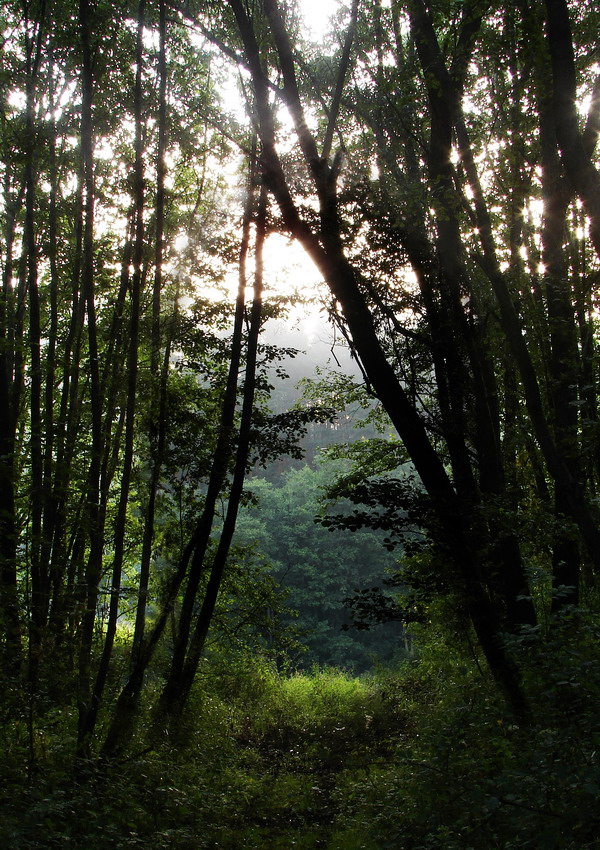 тропинками к свету....