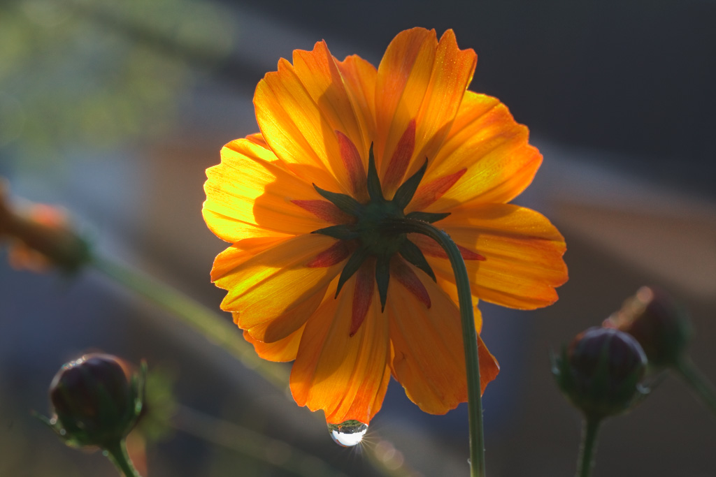 встречая солнце