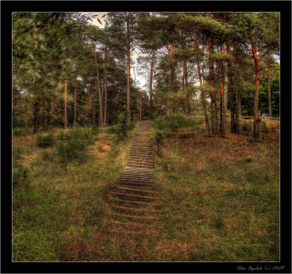 ......Лесная дорожка.........