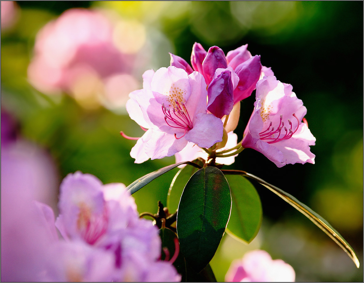 Цветочный  свет