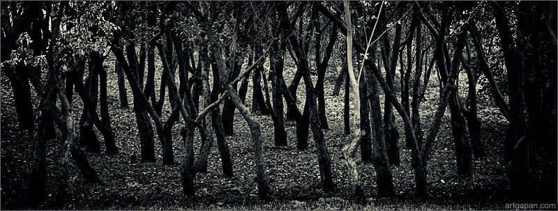 [ autumn trees dark dancing ]