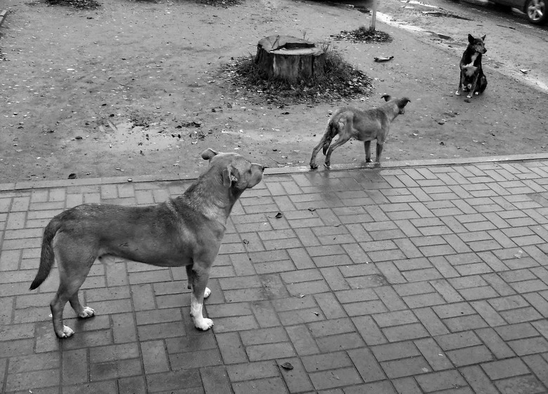 бездомные собаки