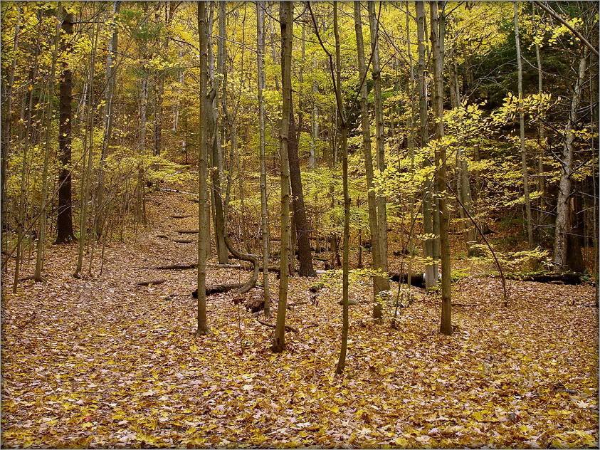 кляновы гай