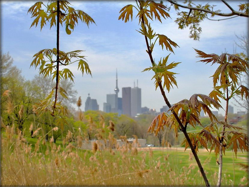 Таронта веснавы