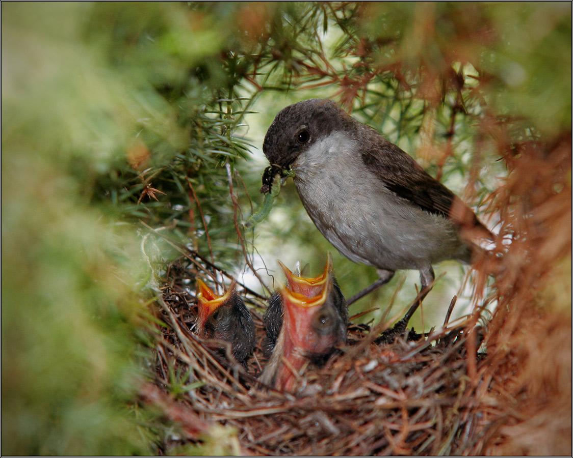 Время  кормить
