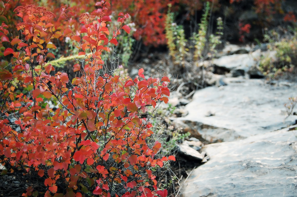 И на камнях растут...