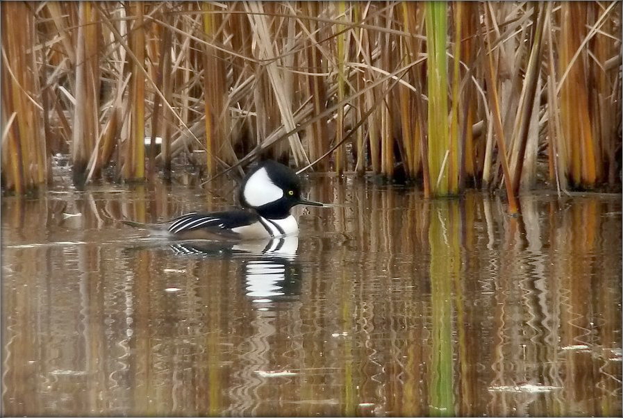 лабасьценькі
