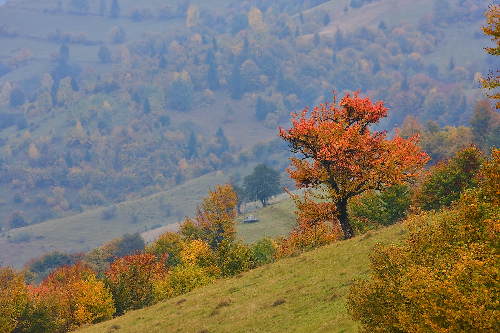 Карпатская зарисовка