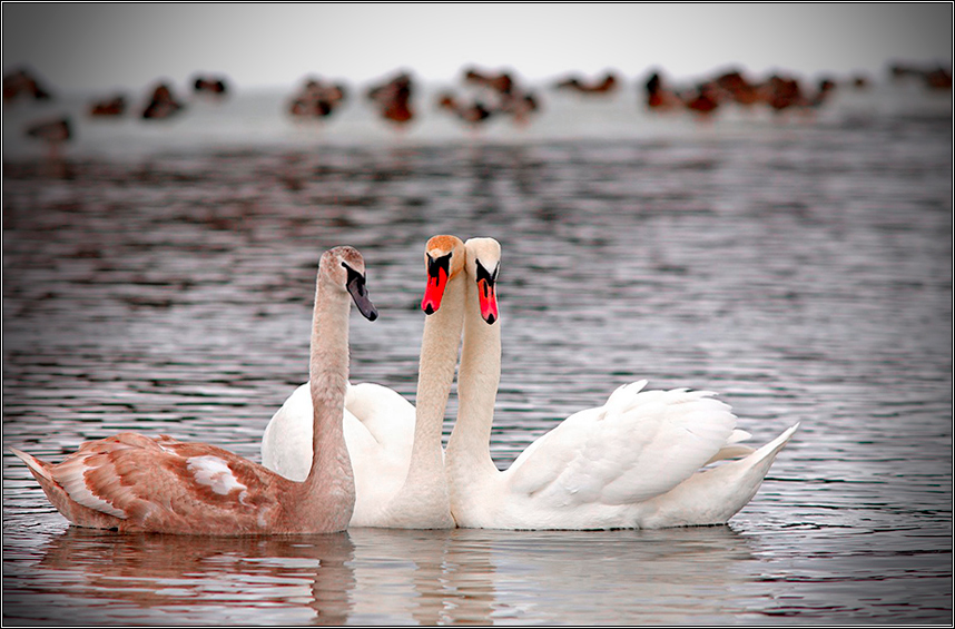 Фотокарточка   на  память