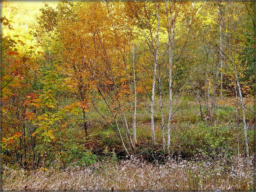 восень зноў распэцкала свае палітры..