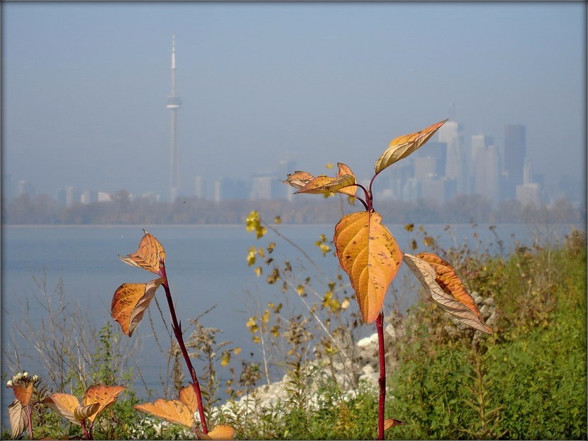 калі туман..