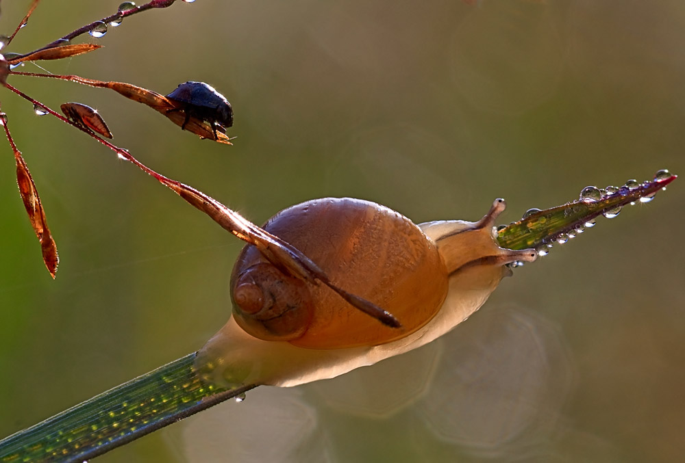 "спят уставшие зверюшки"