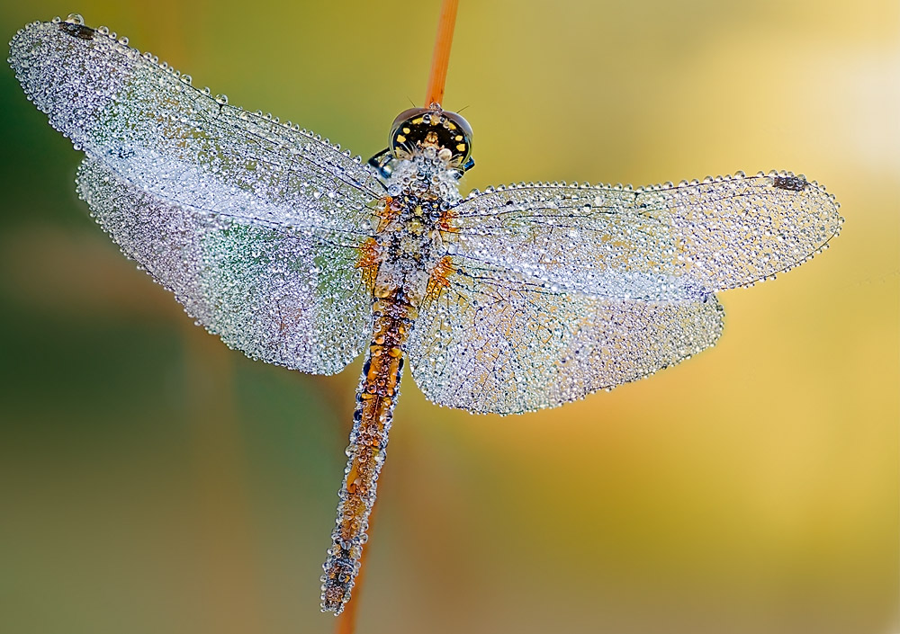 "алмаз" утренний