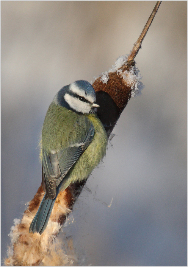 рогозовый потрошитель