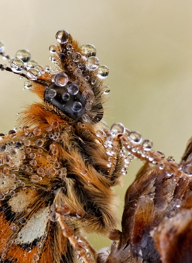 в мехах и алмазах...