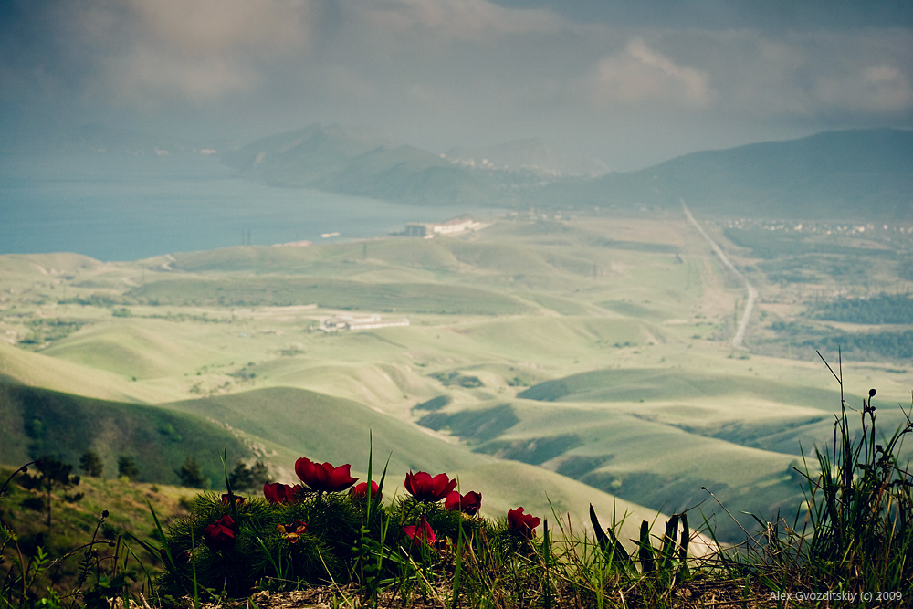 Пейзаж с пионами 2