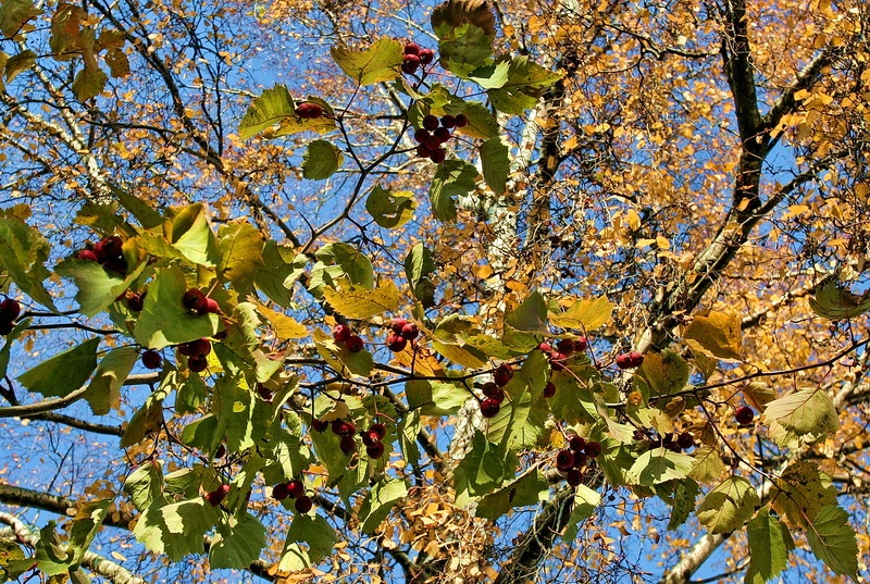 брызгами красок осенних