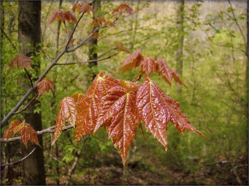 якая яна, вясна...