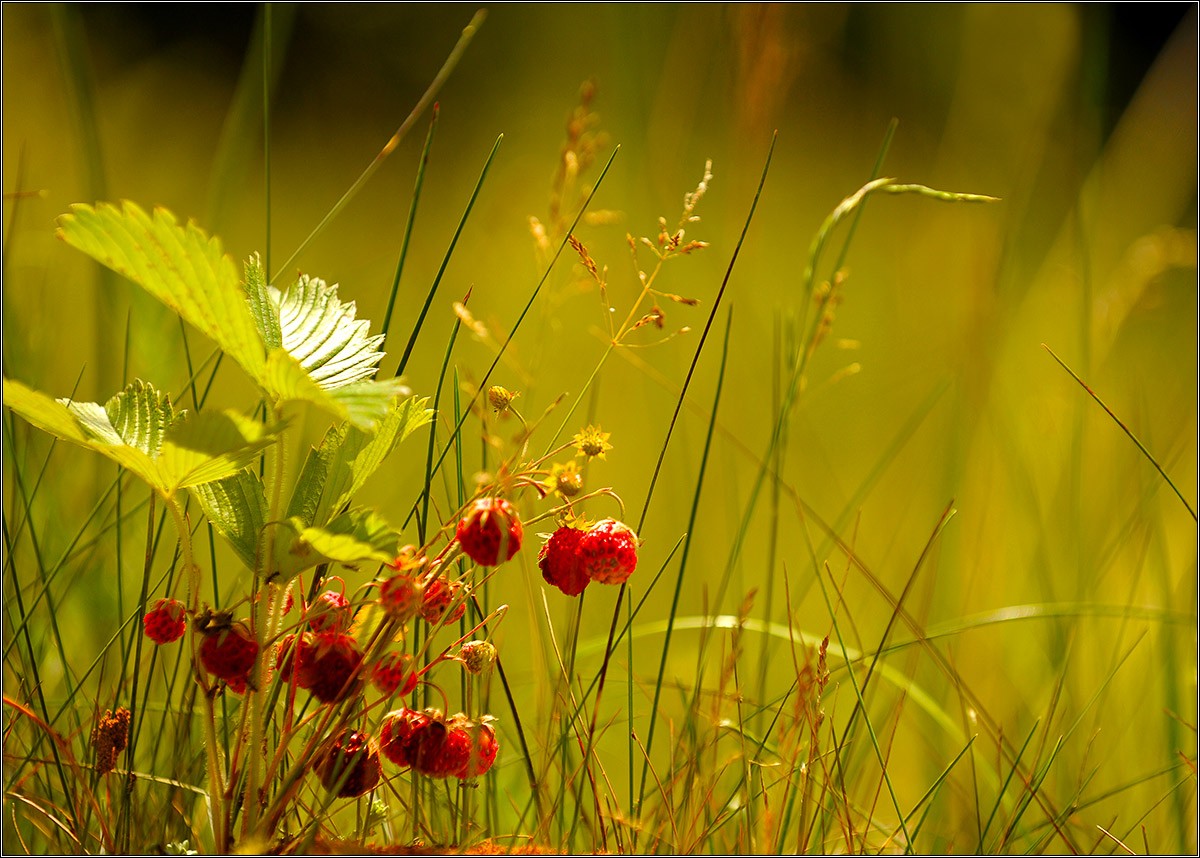 Горсточка   лета