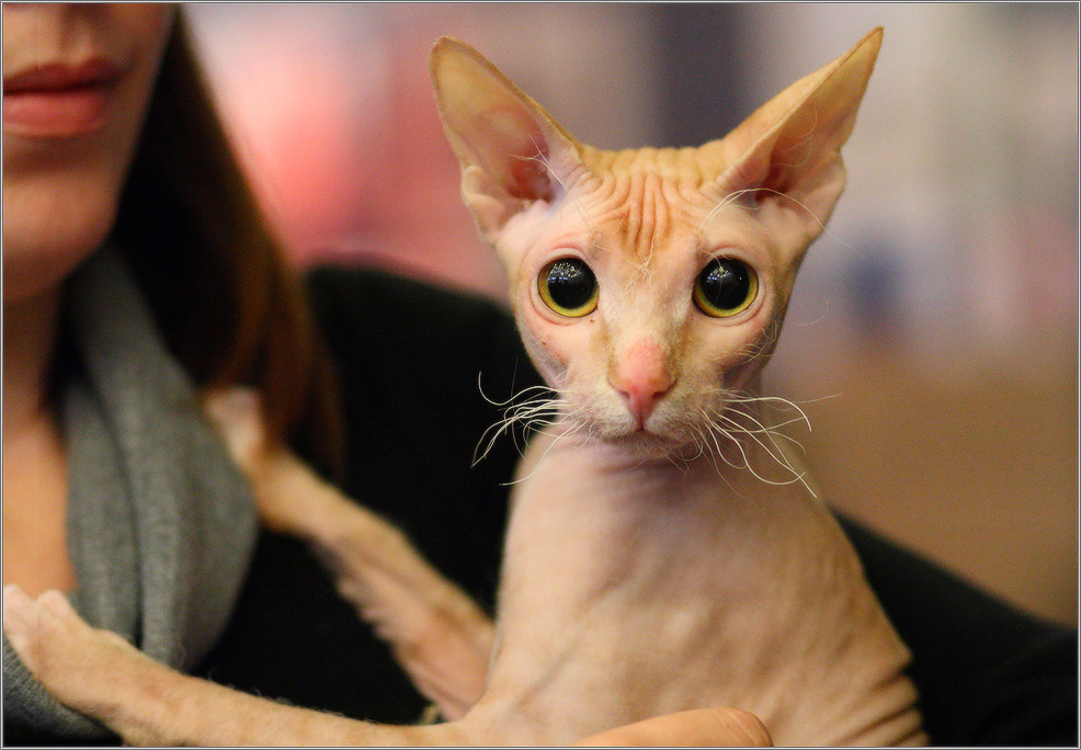 смотреть в глаза