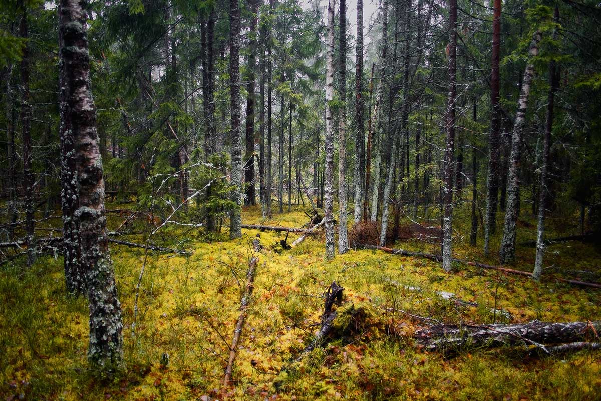 |   "Пролес" и "промох"   |