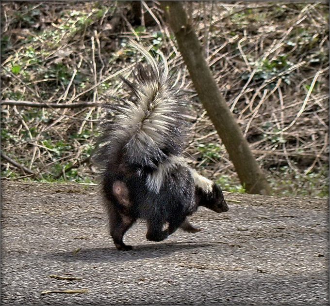 неопровержимый аргумент скунса