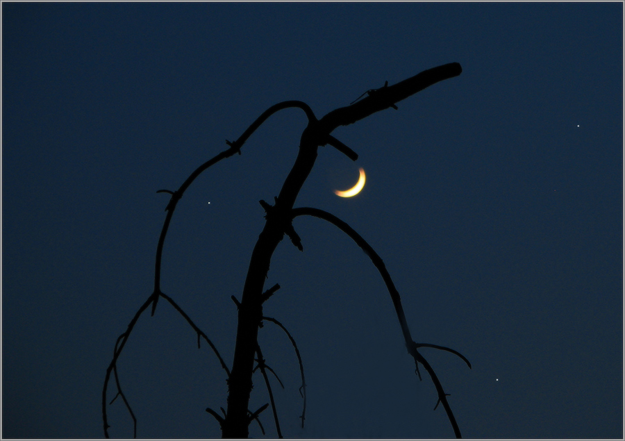 полунОчник