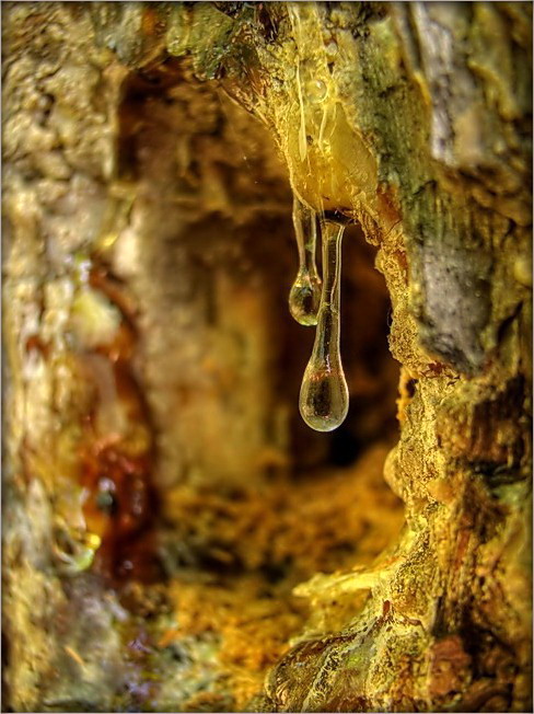 сьляза цмока