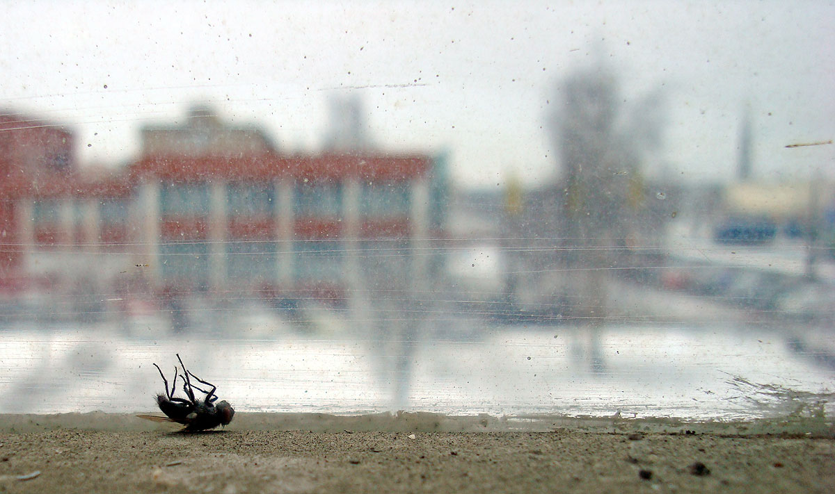 За стеклом...