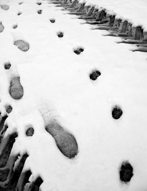 мужик, и собаки толкают, трактор.