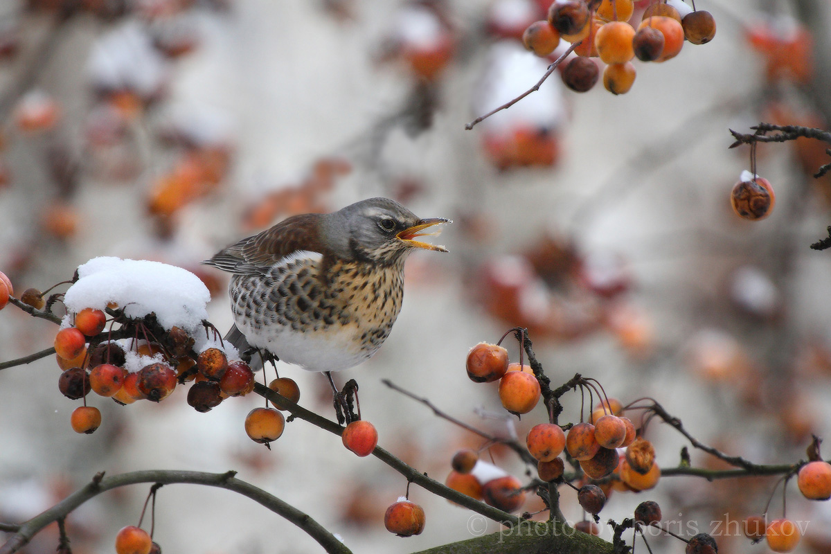 пернатый дегустатор