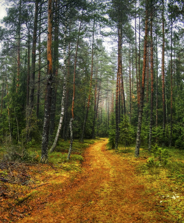 |   По лесной дороге   |