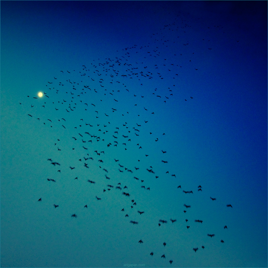 [ flights in the deep blue sky ]