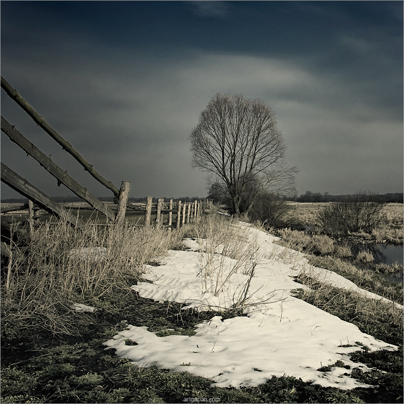 [ trees will outlive us ]