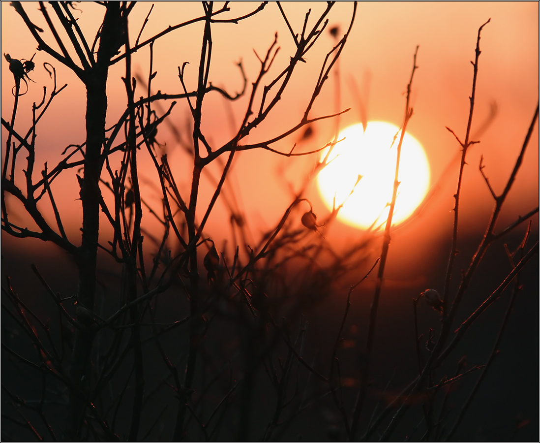Солнце  на веточке
