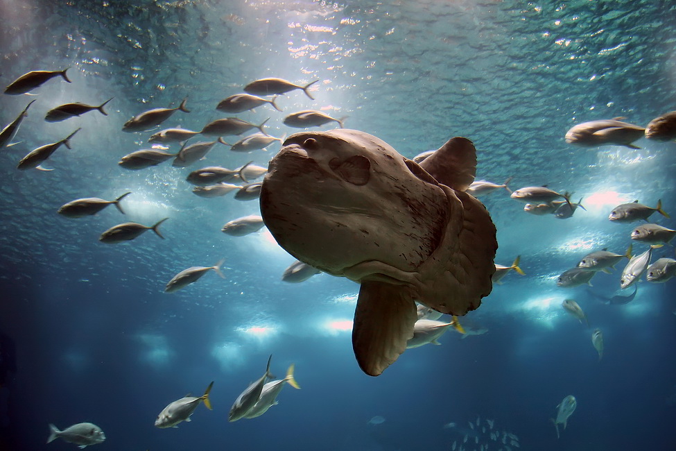 Бошой рыб...