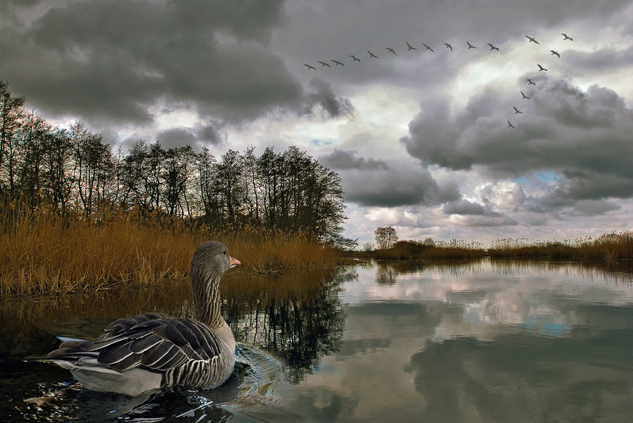 Серая Шейка