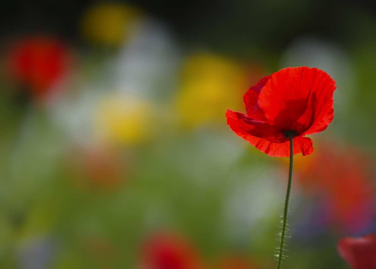 Разноцветье