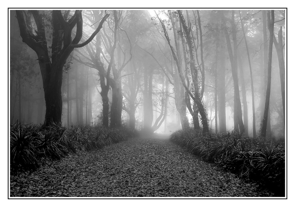 Утро в парке.