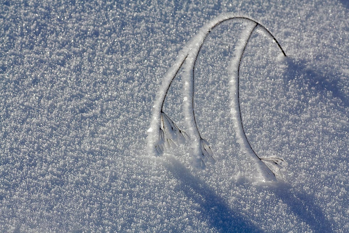 снежный натюрморт