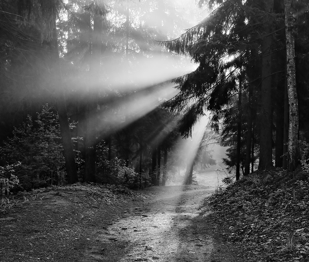 Однажды  утром