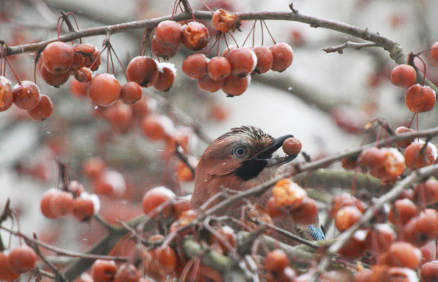 сойка за трапезой