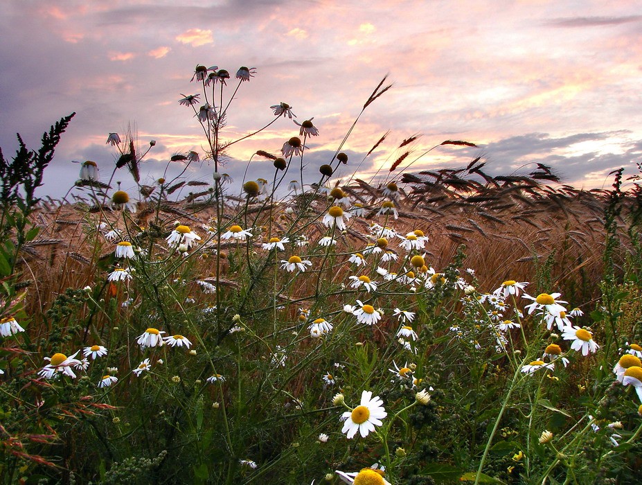 Полевой арамат....