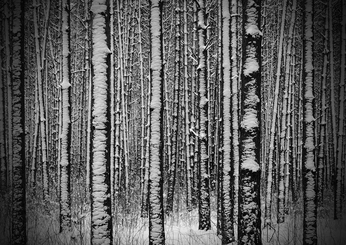 Зимний  лес